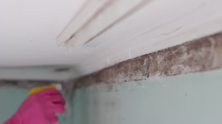 Best Crawl Space Mold Remediation  in Twain Harte, CA